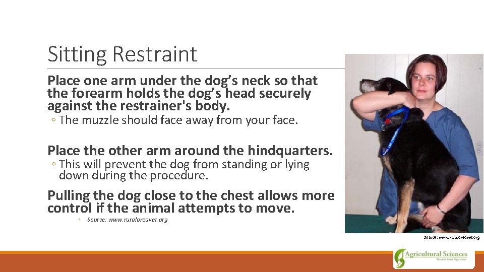 Sitting Restraint Place one arm under the dog’s neck so that the forearm holds