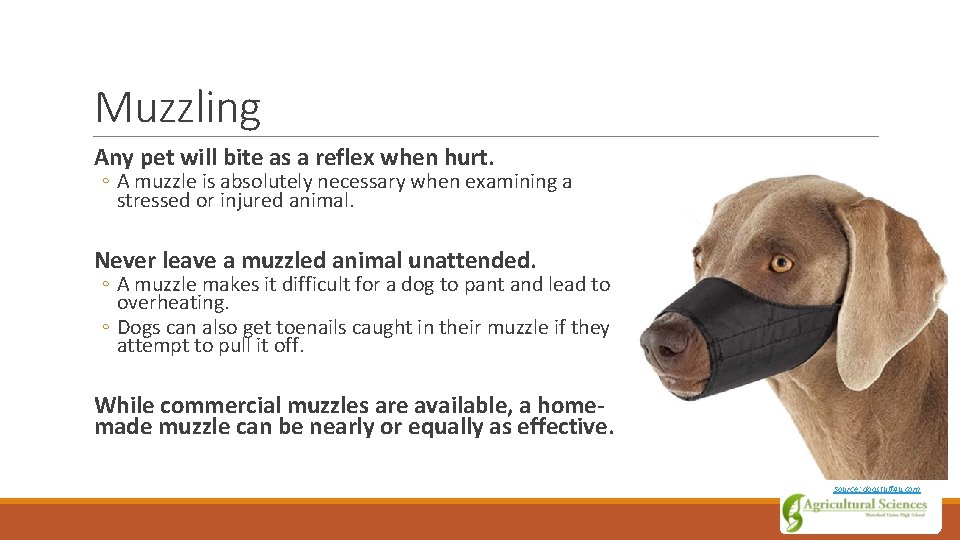 Muzzling Any pet will bite as a reflex when hurt. ◦ A muzzle is