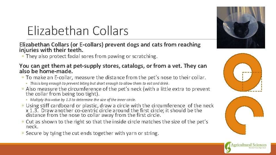 Elizabethan Collars (or E-collars) prevent dogs and cats from reaching injuries with their teeth.