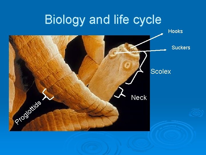 Biology and life cycle Hooks Suckers Scolex s d ti Pr ot l og