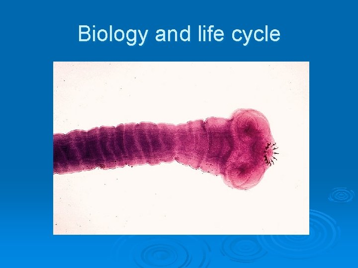 Biology and life cycle 