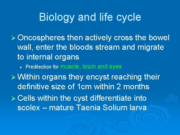 Biology and life cycle Ø Oncospheres then actively cross the bowel wall, enter the