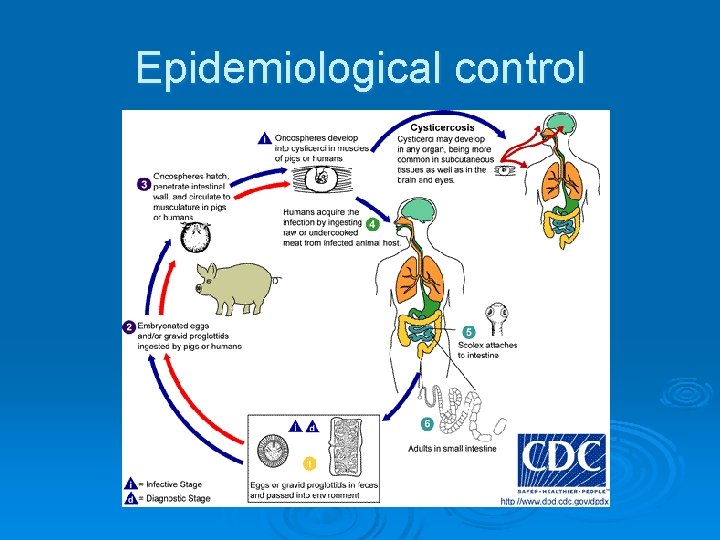 Epidemiological control 