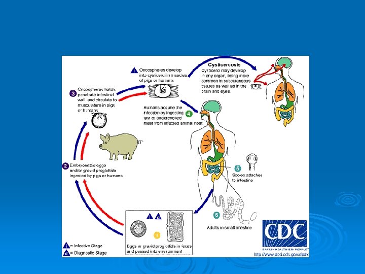 Life Cycle 