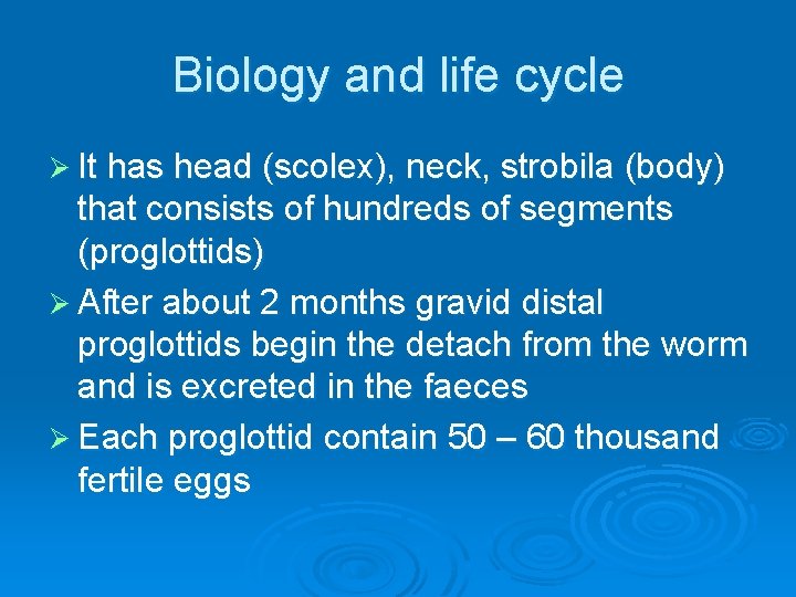 Biology and life cycle Ø It has head (scolex), neck, strobila (body) that consists