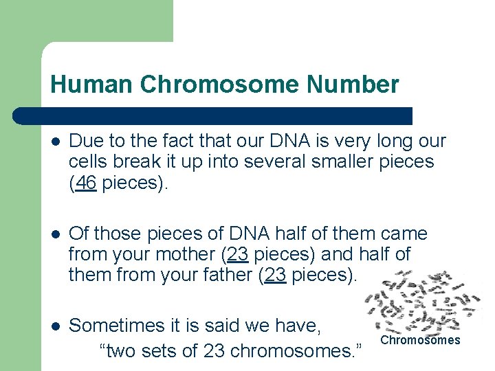 Human Chromosome Number l Due to the fact that our DNA is very long