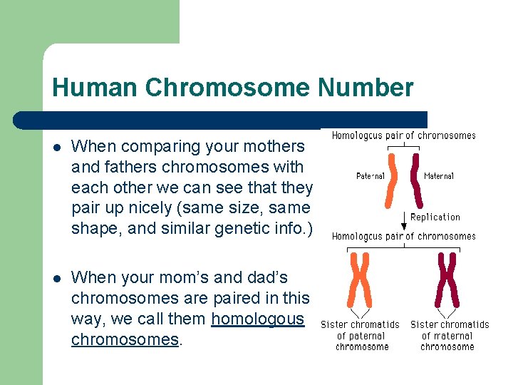 Human Chromosome Number l When comparing your mothers and fathers chromosomes with each other