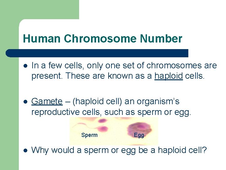 Human Chromosome Number l In a few cells, only one set of chromosomes are