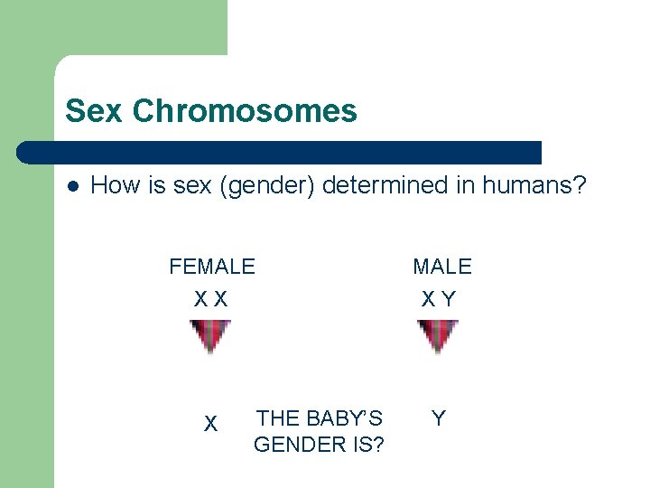 Sex Chromosomes l How is sex (gender) determined in humans? FEMALE XX X THE