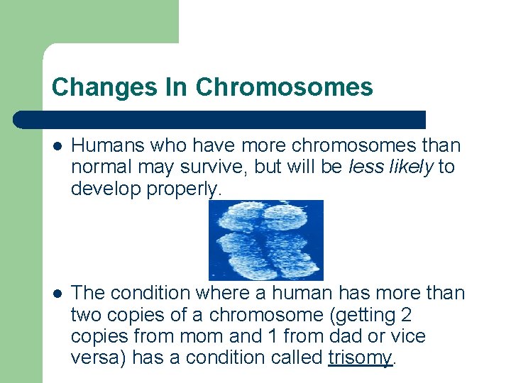 Changes In Chromosomes l Humans who have more chromosomes than normal may survive, but