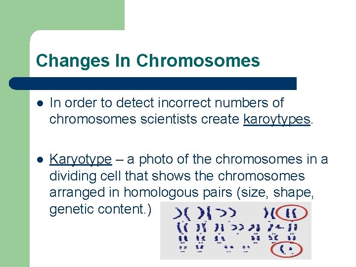 Changes In Chromosomes l In order to detect incorrect numbers of chromosomes scientists create