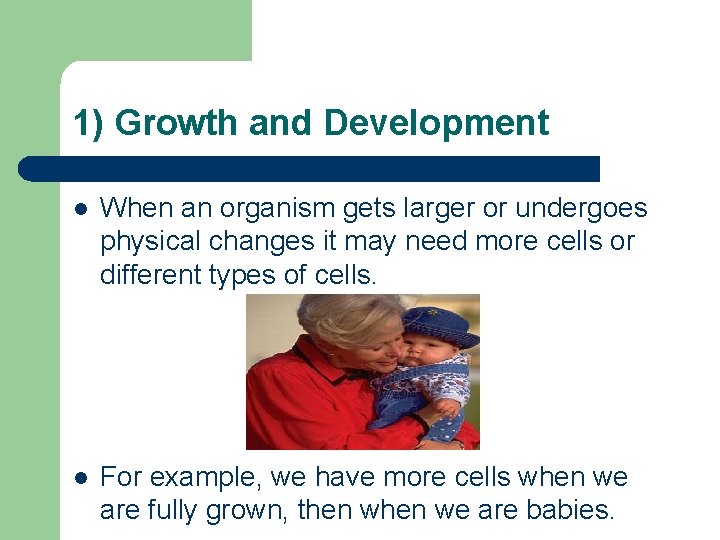 1) Growth and Development l When an organism gets larger or undergoes physical changes