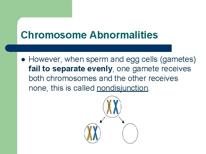 Chromosome Abnormalities l However, when sperm and egg cells (gametes) fail to separate evenly,
