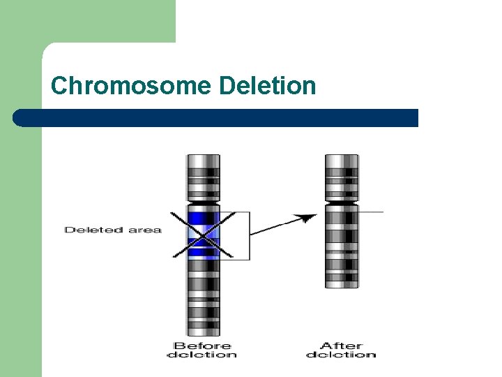 Chromosome Deletion 