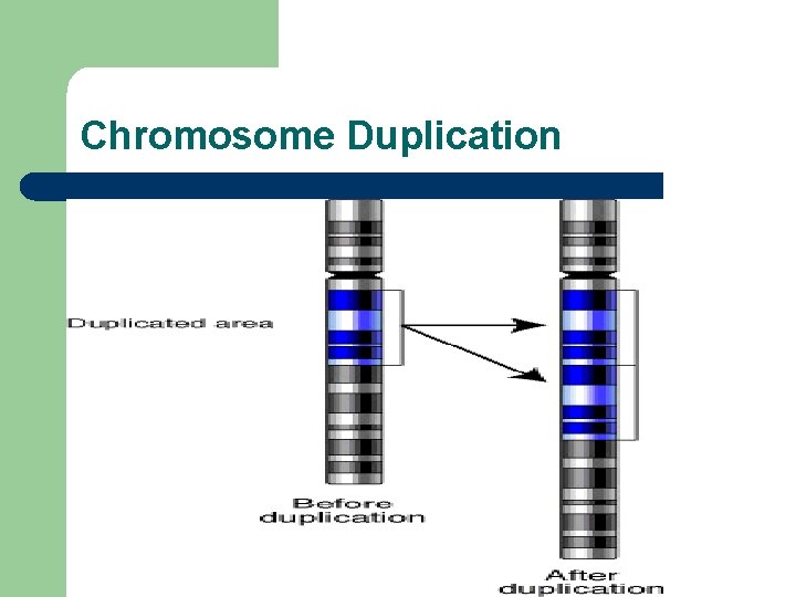 Chromosome Duplication 