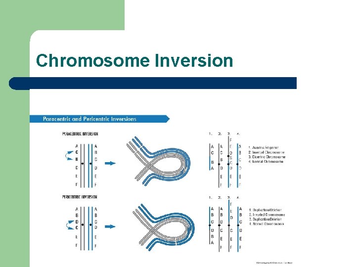 Chromosome Inversion 