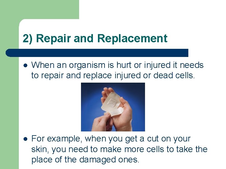 2) Repair and Replacement l When an organism is hurt or injured it needs