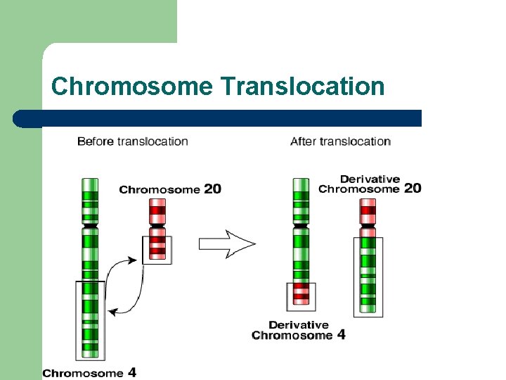 Chromosome Translocation 