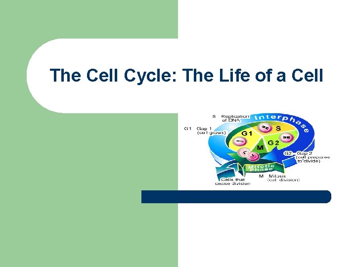 The Cell Cycle: The Life of a Cell 