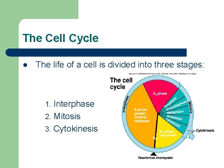 The Cell Cycle l The life of a cell is divided into three stages: