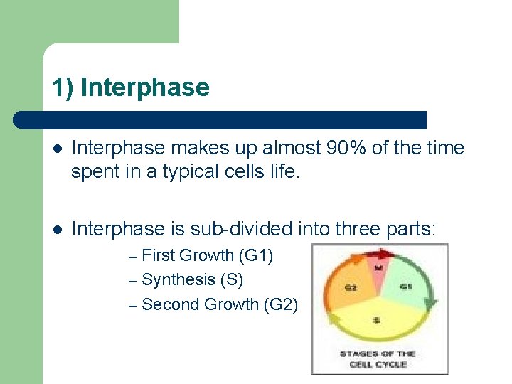 1) Interphase l Interphase makes up almost 90% of the time spent in a