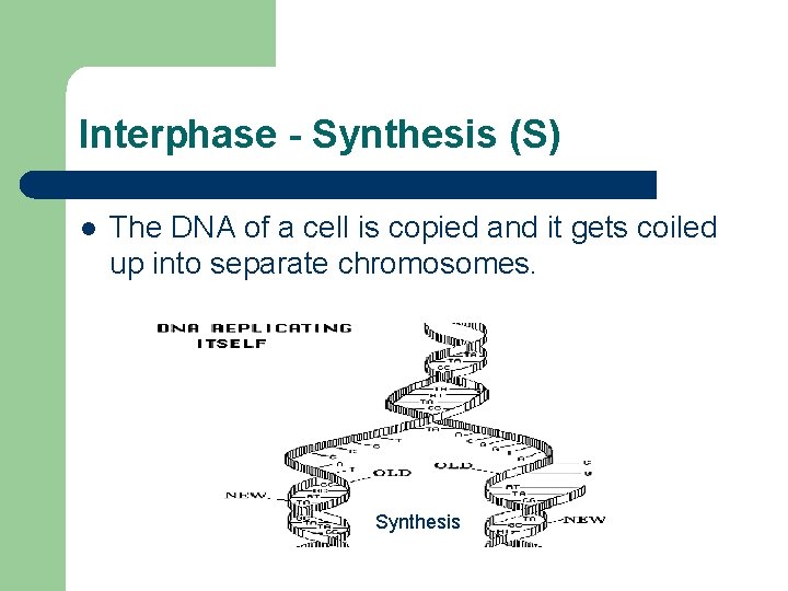 Interphase - Synthesis (S) l The DNA of a cell is copied and it