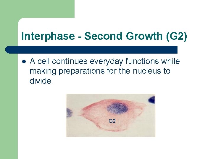 Interphase - Second Growth (G 2) l A cell continues everyday functions while making