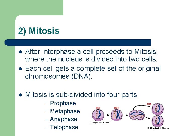2) Mitosis l l l After Interphase a cell proceeds to Mitosis, where the