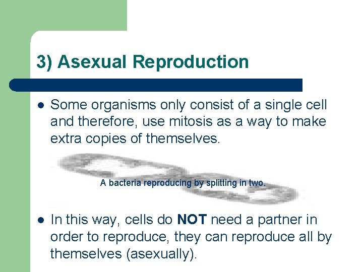 3) Asexual Reproduction l Some organisms only consist of a single cell and therefore,