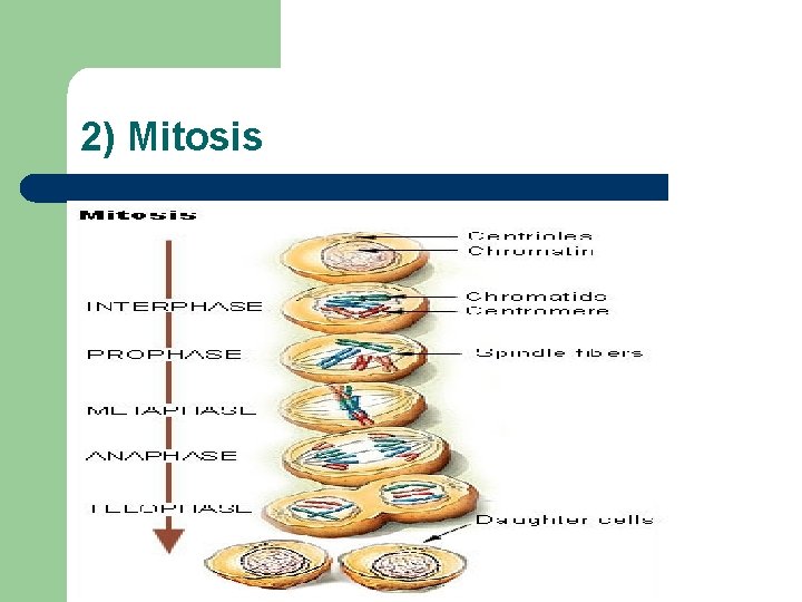 2) Mitosis 