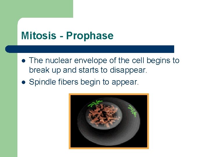 Mitosis - Prophase l l The nuclear envelope of the cell begins to break