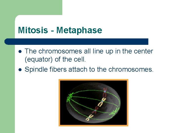 Mitosis - Metaphase l l The chromosomes all line up in the center (equator)
