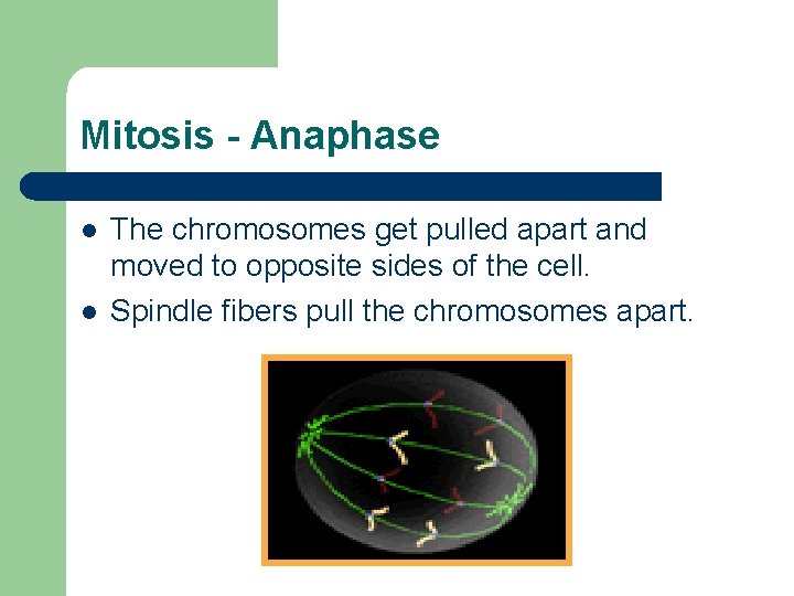 Mitosis - Anaphase l l The chromosomes get pulled apart and moved to opposite