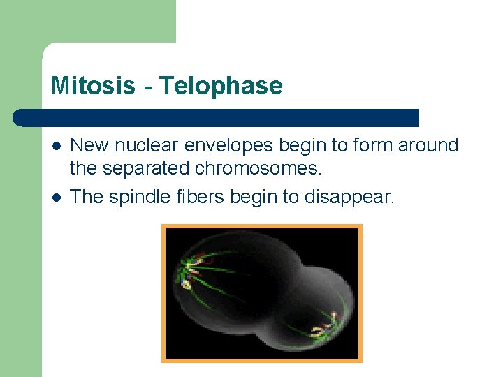 Mitosis - Telophase l l New nuclear envelopes begin to form around the separated