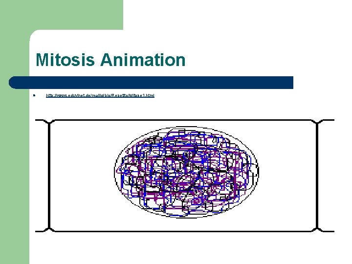 Mitosis Animation l http: //www. eduvinet. de/mallig/bio/Repetito/Mitose 1. html 