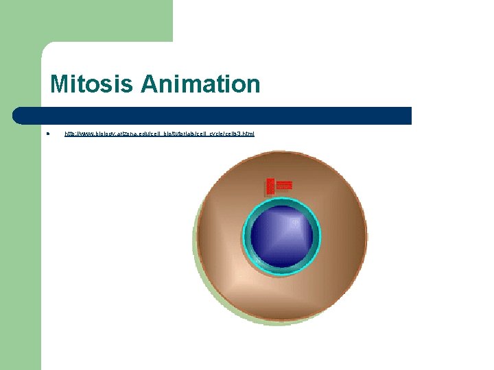 Mitosis Animation l http: //www. biology. arizona. edu/cell_bio/tutorials/cell_cycle/cells 3. html 