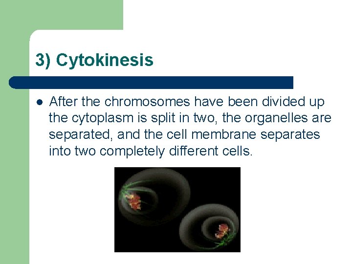 3) Cytokinesis l After the chromosomes have been divided up the cytoplasm is split