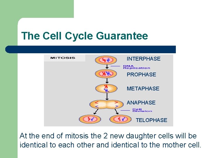 The Cell Cycle Guarantee INTERPHASE PROPHASE METAPHASE ANAPHASE TELOPHASE At the end of mitosis