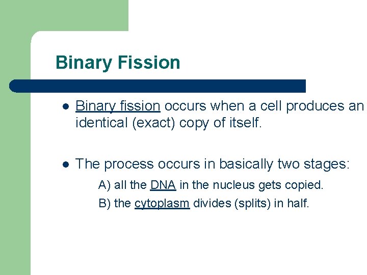 Binary Fission l Binary fission occurs when a cell produces an identical (exact) copy