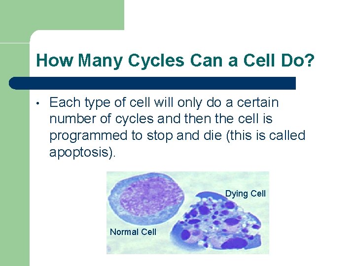 How Many Cycles Can a Cell Do? • Each type of cell will only