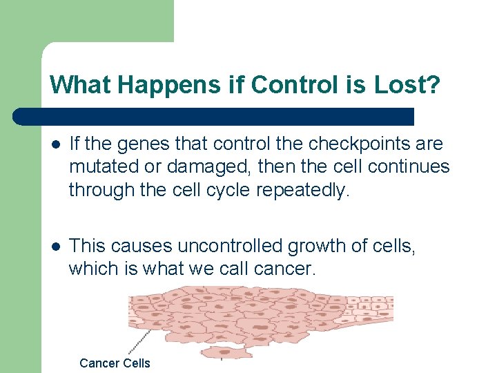 What Happens if Control is Lost? l If the genes that control the checkpoints