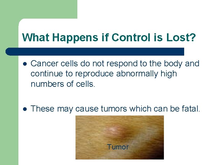 What Happens if Control is Lost? l Cancer cells do not respond to the