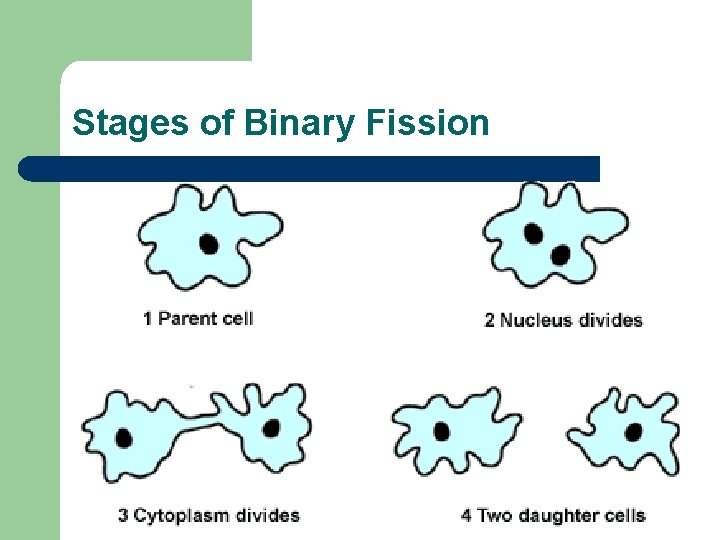 Stages of Binary Fission 