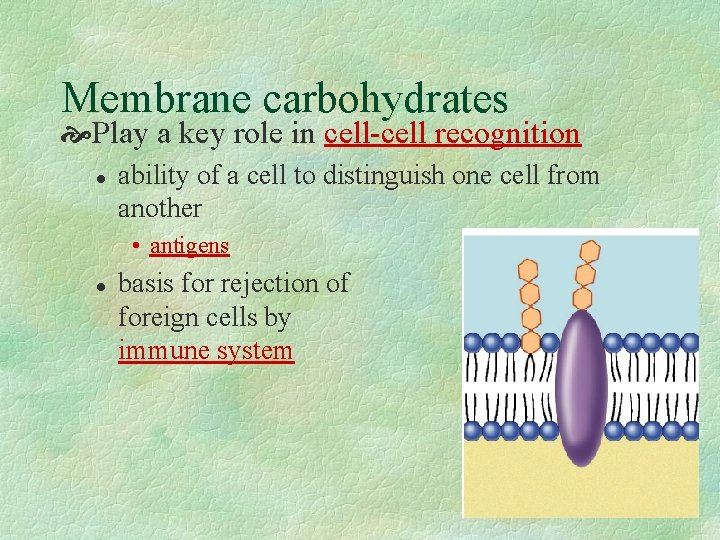 Membrane carbohydrates Play a key role in cell-cell recognition l ability of a cell