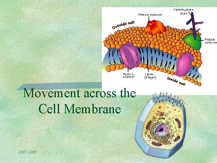 Movement across the Cell Membrane 2007 -2008 