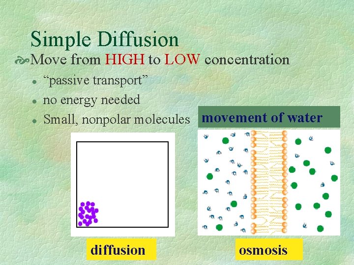 Simple Diffusion Move from HIGH to LOW concentration l l l “passive transport” no