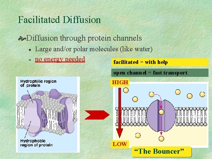Facilitated Diffusion through protein channels l l Large and/or polar molecules (like water) no