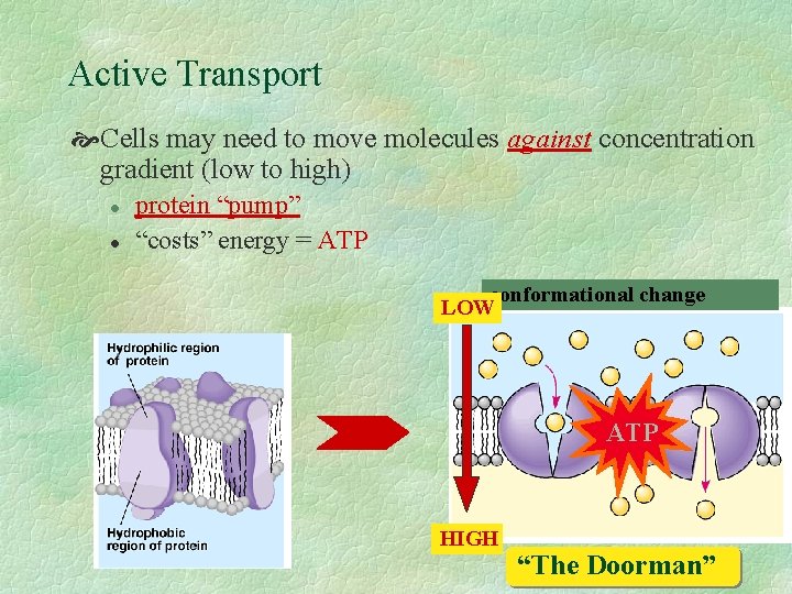 Active Transport Cells may need to move molecules against concentration gradient (low to high)