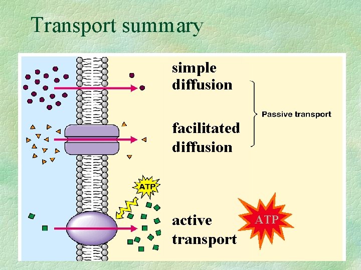 Transport summary simple diffusion facilitated diffusion active transport ATP 