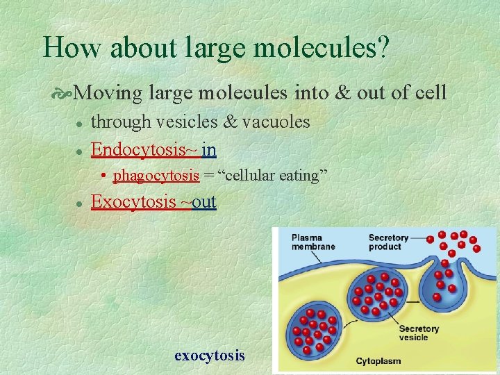 How about large molecules? Moving large molecules into & out of cell l l